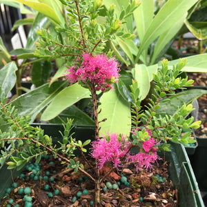 Melaleuca thymifolia 'Cotton Candy' - 1 gallon plant