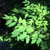 Euonymus occidentalis - 1 gallon plant