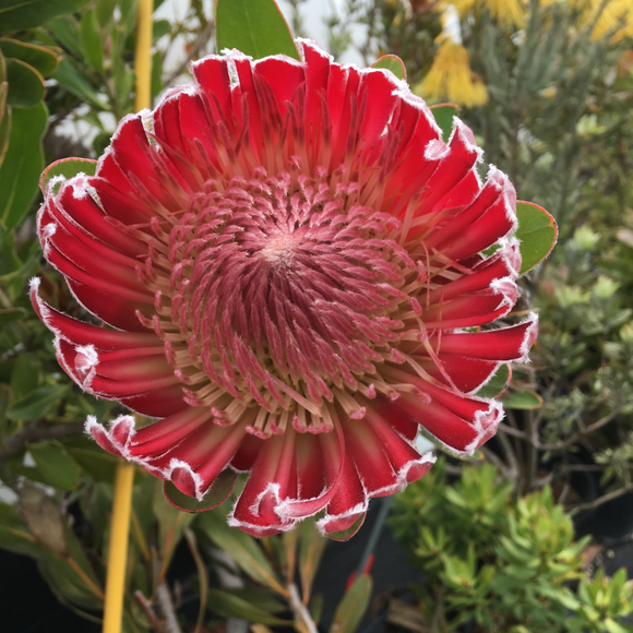Protea 'Red Baron' - 2 gallon plant