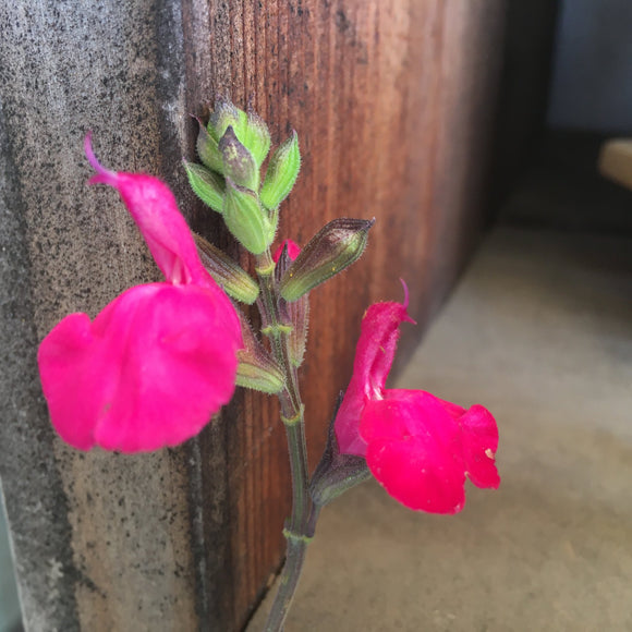 Salvia microphylla 'Berzerkeley' - 1 gallon plant