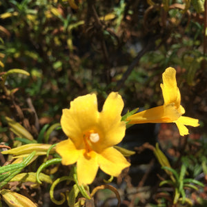 Diplacus aurantiacus 'Ben Lomond Yellow' - 1 gallon plant