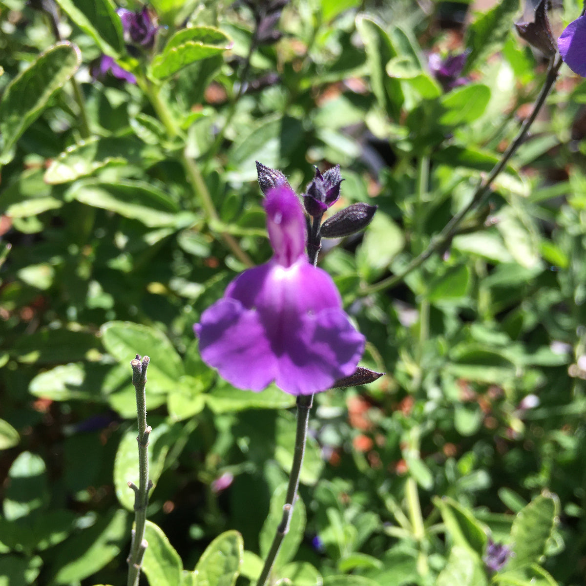 Salvia microphylla 'Mesa Azure' 2 gallon plant Norrie's Gift and
