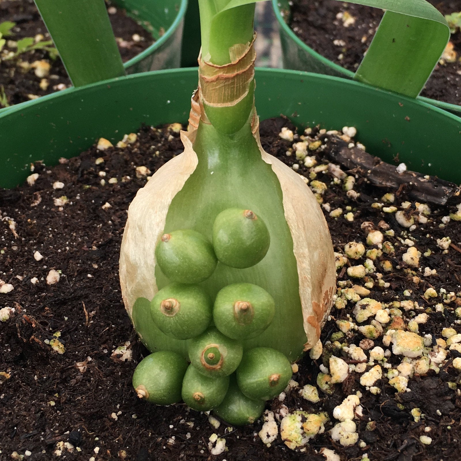 pregnant onion succulent Albuca bracteata