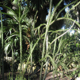 Alluaudia procera - 1 gallon plant