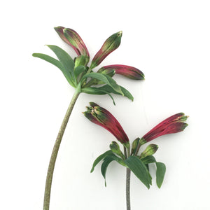 Alstroemeria psittacina - 1 gallon plant