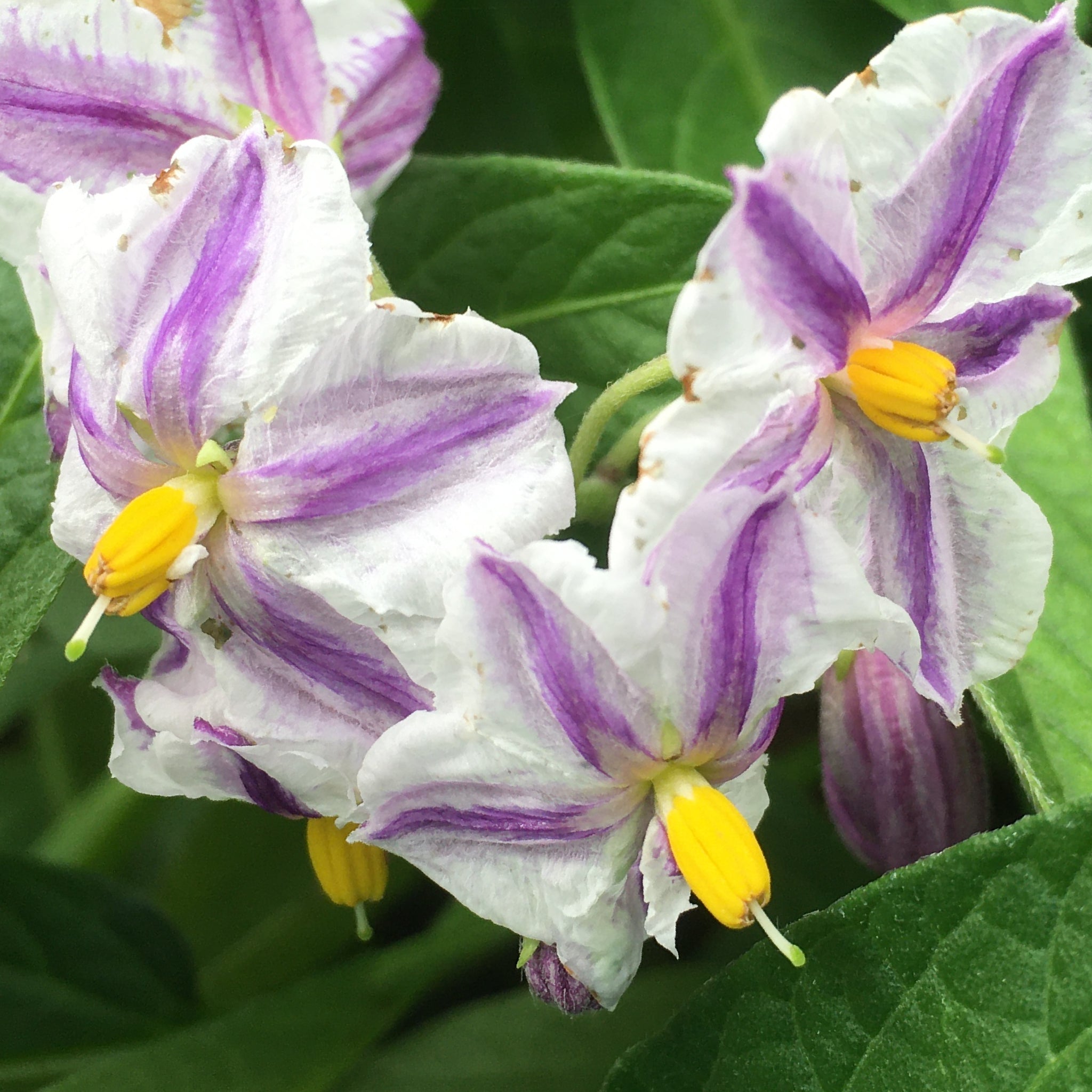 Pepino Dulce 'Kendall Gold'