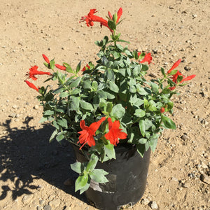 Epilobium septentrionale 'Select Mattole' - 1 gallon plant