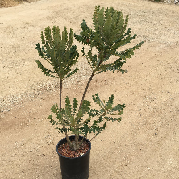 Banksia grandis - 5 gallon plant