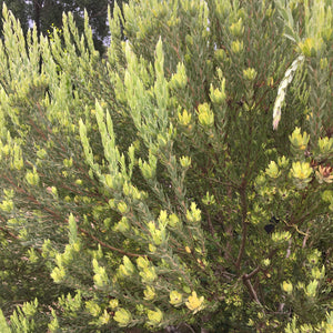 Leucadendron procerum (male) - 1 gallon plant