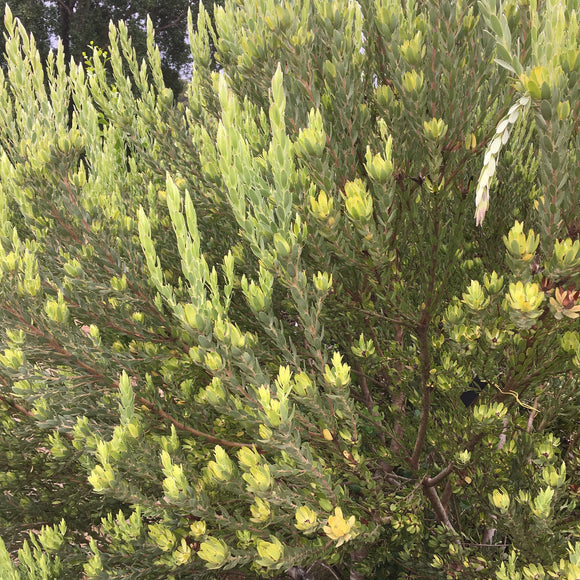 Leucadendron procerum (male) - 2 gallon plant