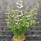 Clinopodium nepetoides - 1 gallon plant