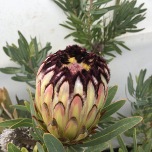 Protea 'Cocoa Blush' - 2 gallon plant