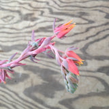 Echeveria 'Pink Goddess' - 6 inch plant