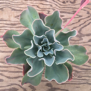 Echeveria 'Pink Goddess' - 6 inch plant