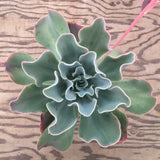Echeveria 'Pink Goddess' - 4 inch plant