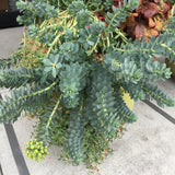 Euphorbia rigida - 1 gallon plant