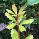 Banksia conferta subsp. penicillata - 2 gallon plant