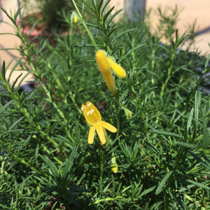 Penstemon pinifolius 'Mersea Yellow' - 1 gallon plant