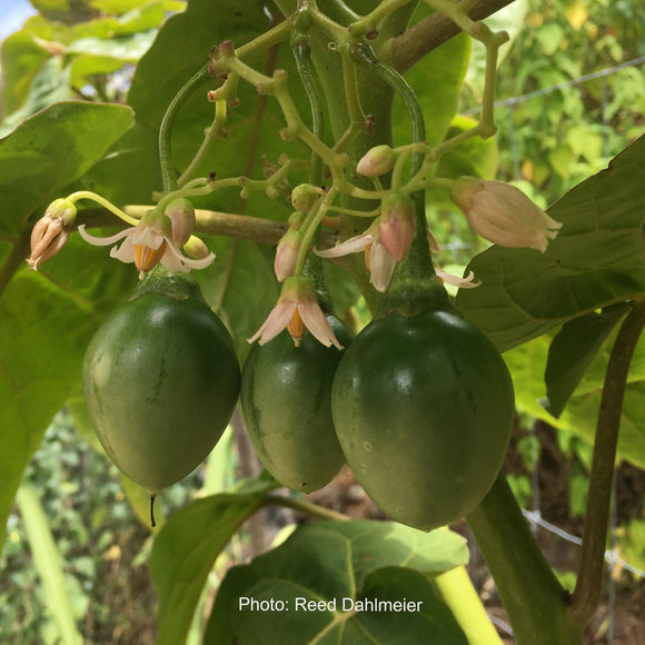 Cyphomandra betacea (tree tomato) - 1 gallon plant