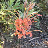 Grevillea 'Wakiti Sunrise' - 1 gallon plant