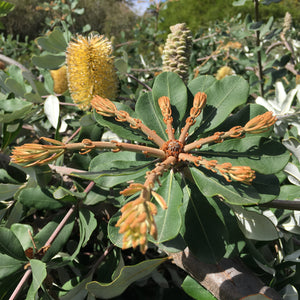 Banksia integrifolia - prostrate seedling - 1 gallon plant