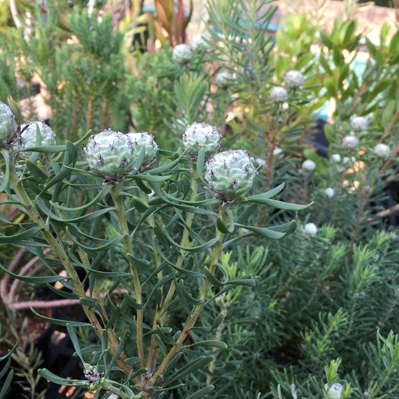 Leucadendron galpinii (female) - 1 gallon plant