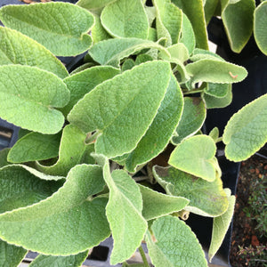 Phlomis russeliana - 1 gallon plant