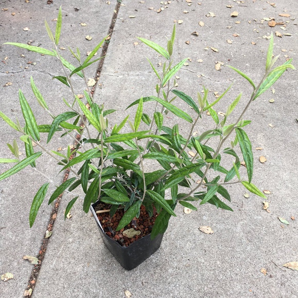 Corokia buddleioides - 1 gallon plant