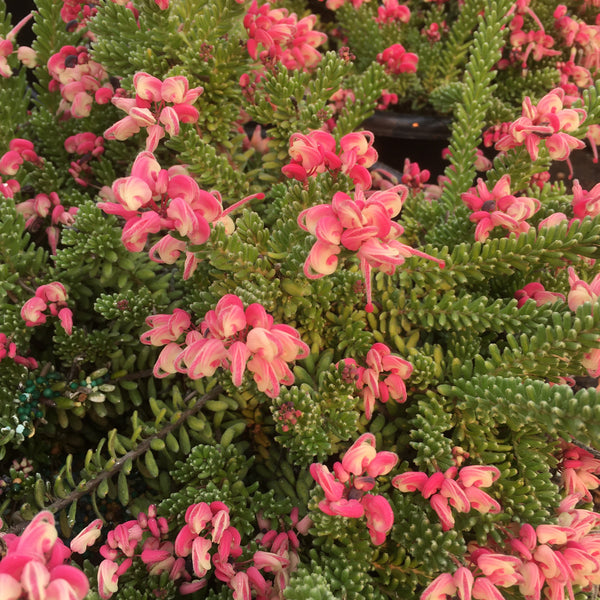 Grevillea lanigera 'Jade Mound' - 1 gallon plant – Norrie's Gift