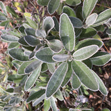 Brachyglottis 'Otari Cloud' - 1 gallon plant