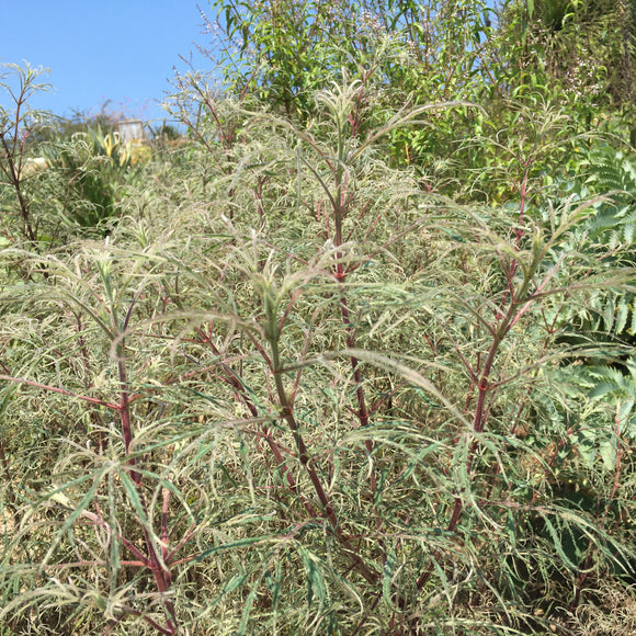 Tagetes lemmonii 'Martin’s Mutant' - 2 gallon plant