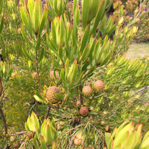 Leucadendron spissifolium ssp. natalense - 1 gallon plant