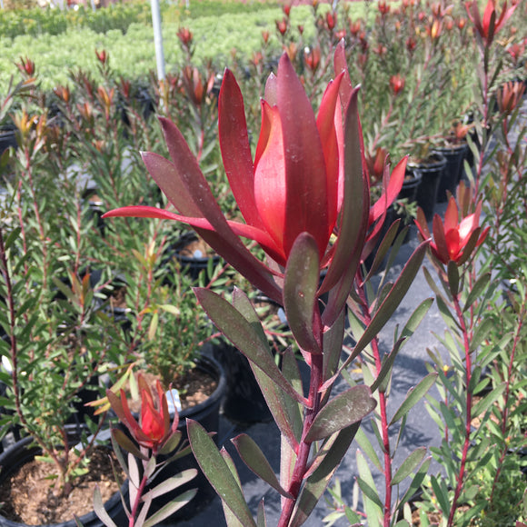 Leucadendron 'Silvan Red' - 1 gallon plant