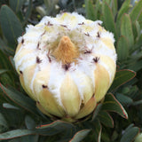Protea laurifolia 'White Owl' - 2 gallon plant