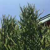 Euphorbia tirucalli - 6 inch plant