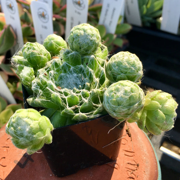 Sempervivum arachnoideum - 3.5 inch plant