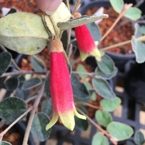 Correa reflexa 'Red Roo' - 1 gallon plant