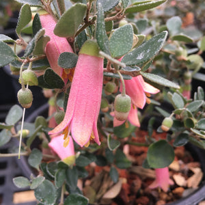Correa pulchella 'Pink Eyre' - 1 gallon plant