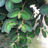 Begonia thelmae - 8 inch hanging plant