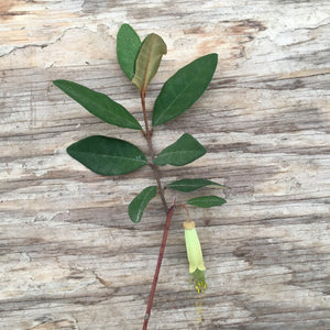 Correa lawrenceana 'Eiffel Tower' - 1 gallon plant