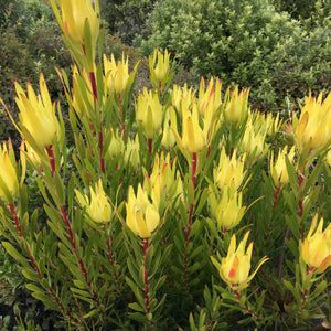 Leucadendron 'Inca Gold' - 1 gallon plant