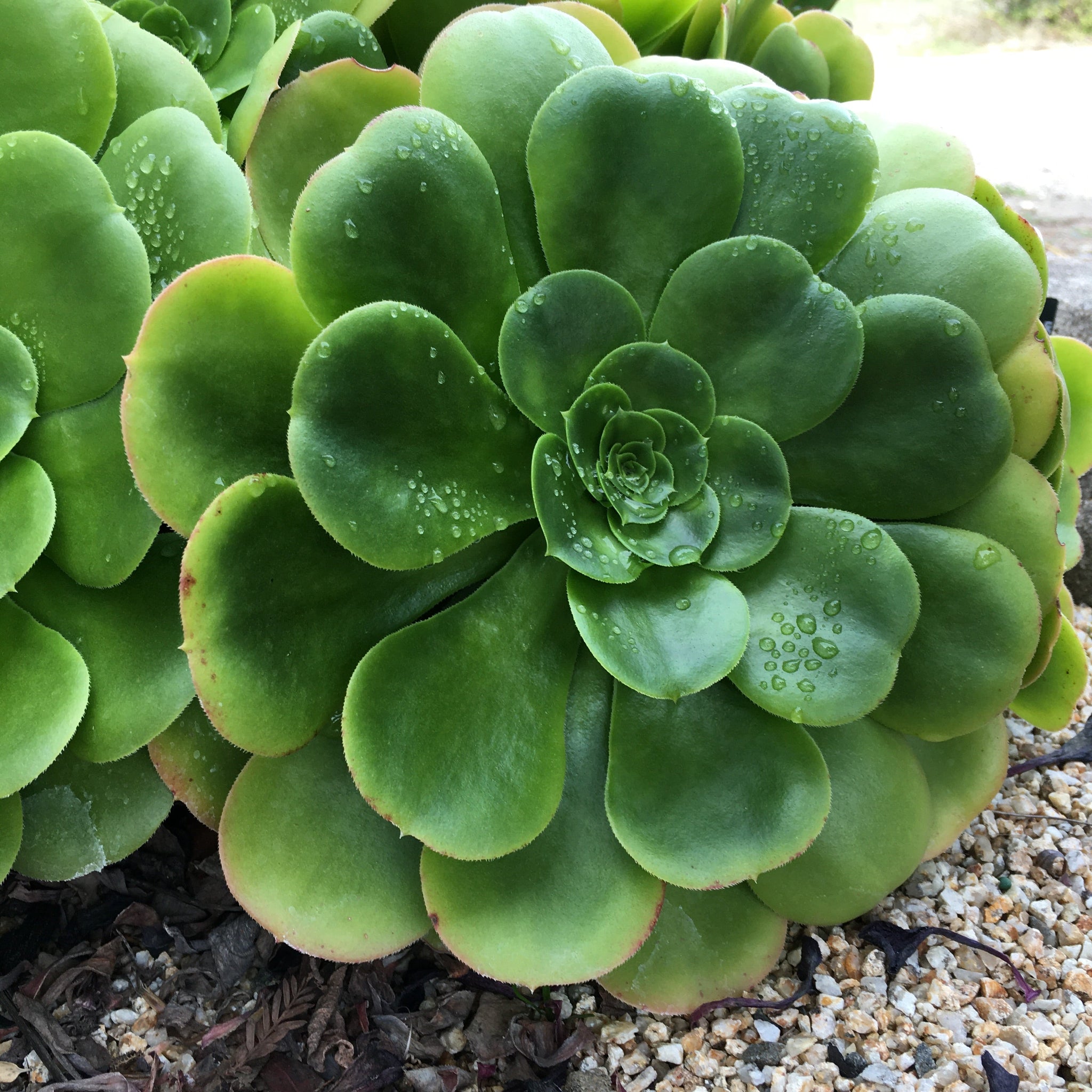 T. Succulent Form × Nizanda Agave nizandensis (Nizanda Agave) - World of Succulents