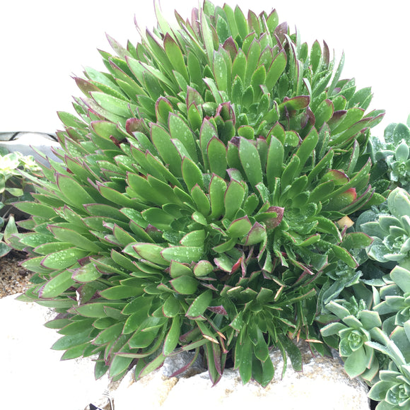 Aeonium 'Cornish Tribute' - 3.5 inch plant