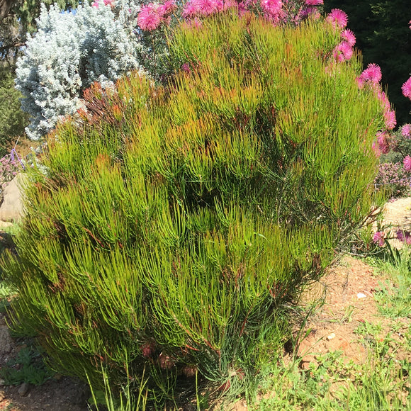 Calothamnus Spring Torch Calothamnus gracilis 'Spring Torch' - 1 gallon plant – Norrie's Gift ...