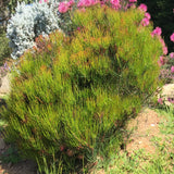 Calothamnus gracilis 'Spring Torch'- 2 gallon plant