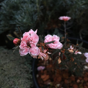 Leptospermum scoparium 'Apple Blossom' - 1 gallon plant