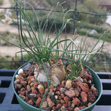 Albuca polyphylla - 4 inch plant