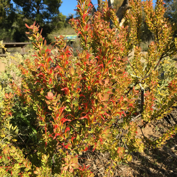 Adenanthos obovatus - 1 gallon plant