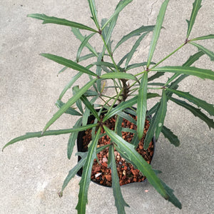 Pseudopanax lessonii 'Linearifolius' - 1 gallon plant