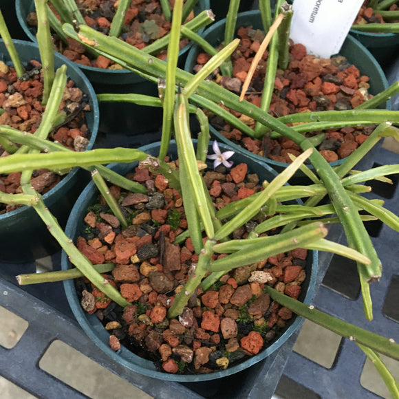Rhipsalis sulcata - 4 inch plant